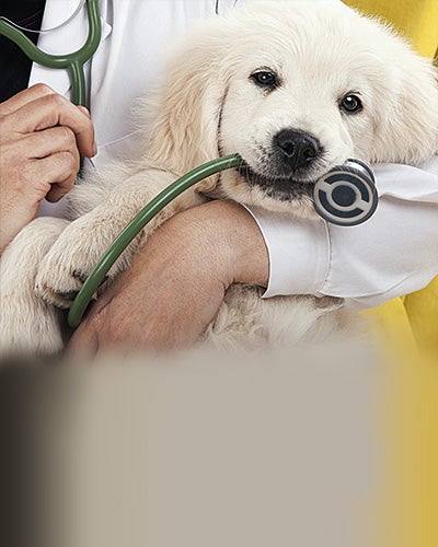 B. Braun Vet Care