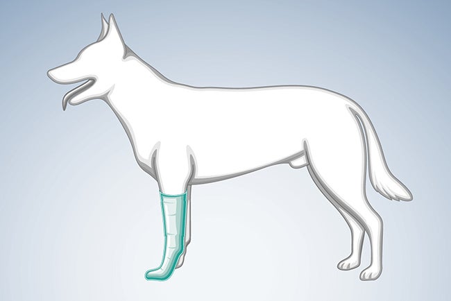 Wound Therapy and Wound Closure